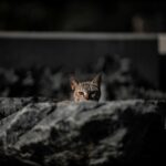 Cum folosești Google Search Console pentru a descoperi oportunități SEO